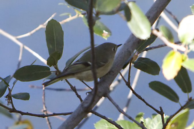 Photo (27): Ruby-crowned Kinglet