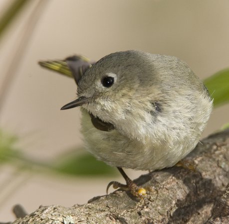Photo (13): Ruby-crowned Kinglet
