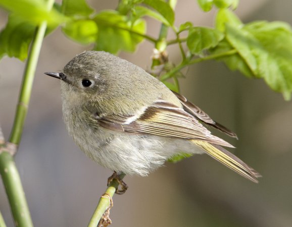 Photo (10): Ruby-crowned Kinglet
