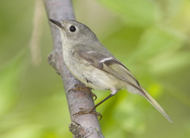 Photo (4): Ruby-crowned Kinglet