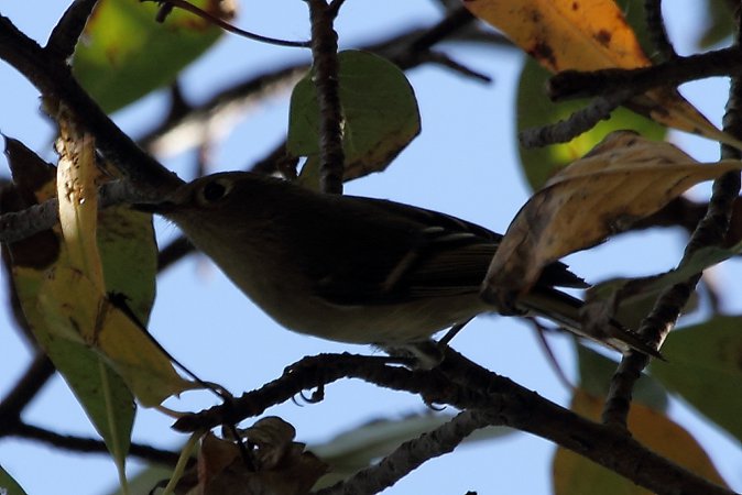 Photo (25): Ruby-crowned Kinglet