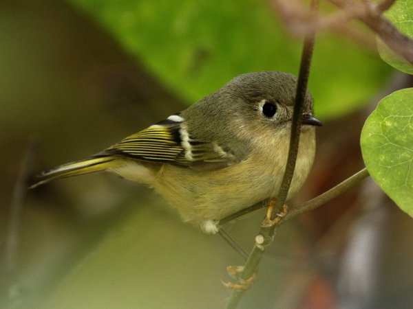 Photo (11): Ruby-crowned Kinglet
