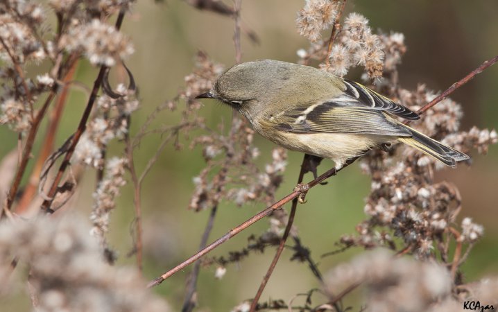 Photo (23): Ruby-crowned Kinglet