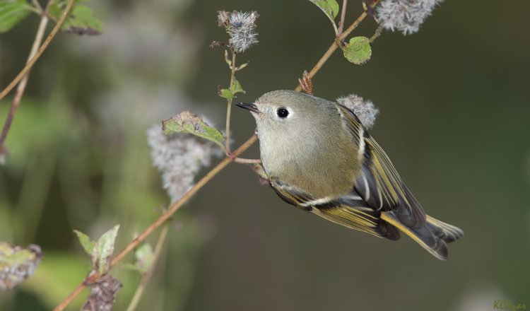 Photo (8): Ruby-crowned Kinglet