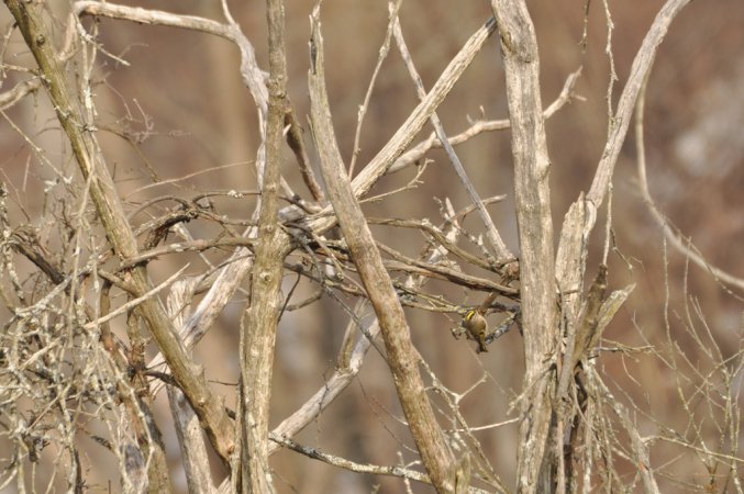 Photo (20): Golden-crowned Kinglet