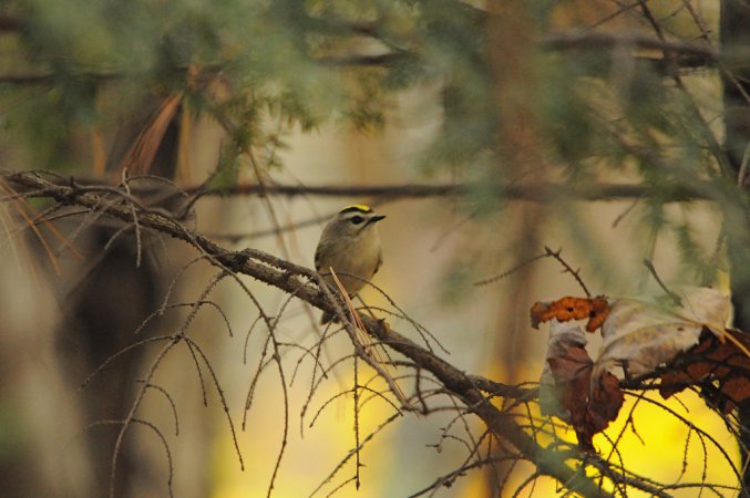 Photo (18): Golden-crowned Kinglet