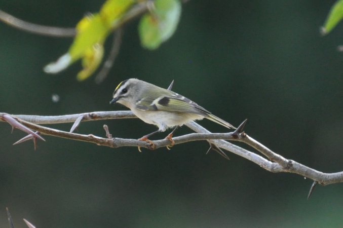 Photo (15): Golden-crowned Kinglet