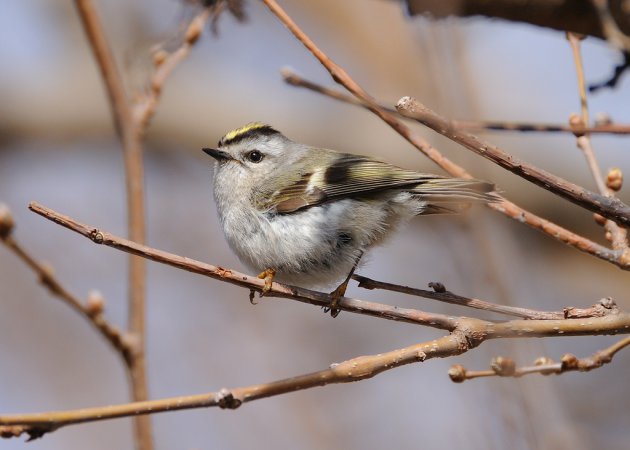 Photo (1): Golden-crowned Kinglet
