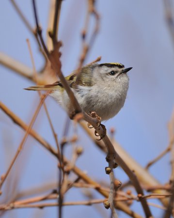 Photo (8): Golden-crowned Kinglet