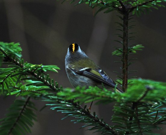 Photo (11): Golden-crowned Kinglet