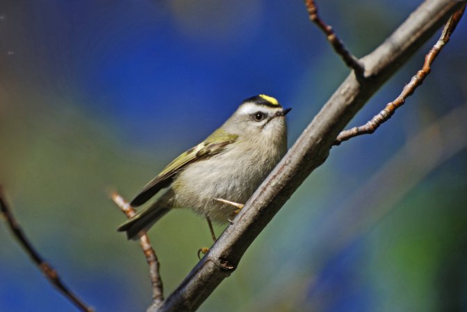 Photo (4): Golden-crowned Kinglet