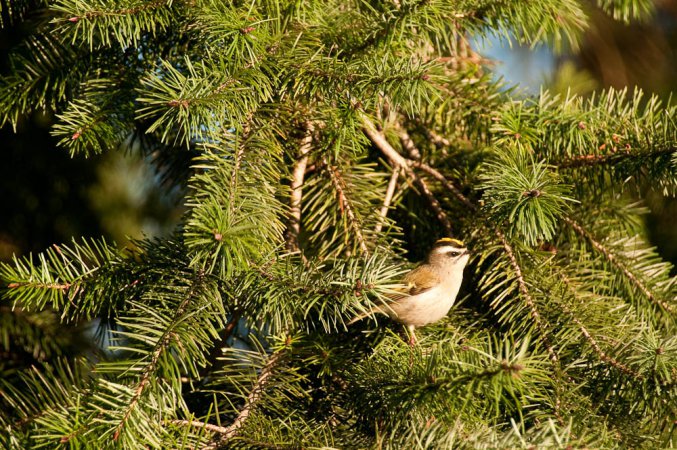 Photo (12): Golden-crowned Kinglet