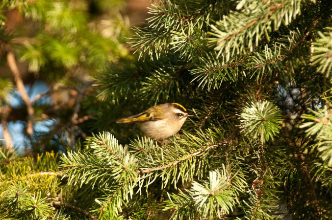Photo (13): Golden-crowned Kinglet