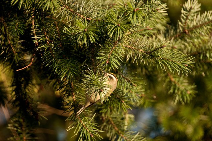 Photo (17): Golden-crowned Kinglet