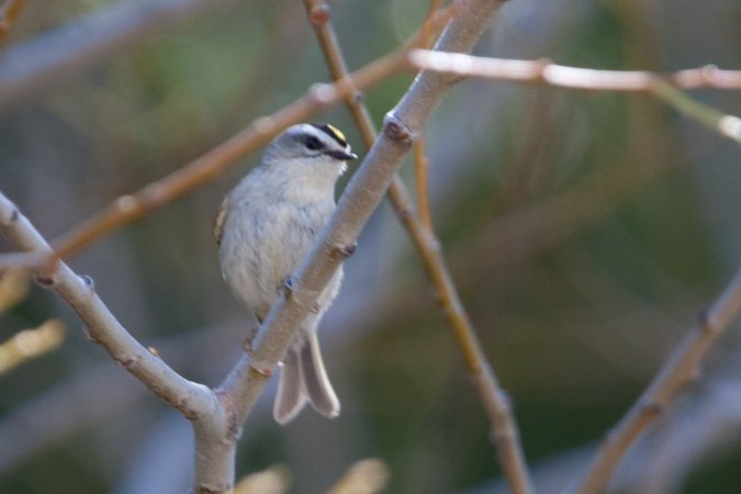 Photo (21): Golden-crowned Kinglet