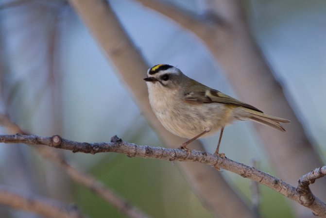 Photo (3): Golden-crowned Kinglet