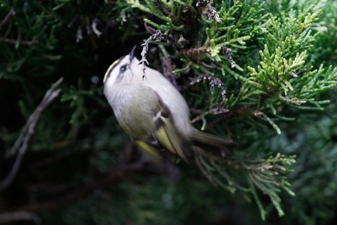 Photo (19): Golden-crowned Kinglet