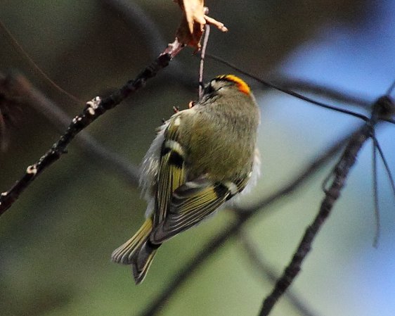Photo (10): Golden-crowned Kinglet