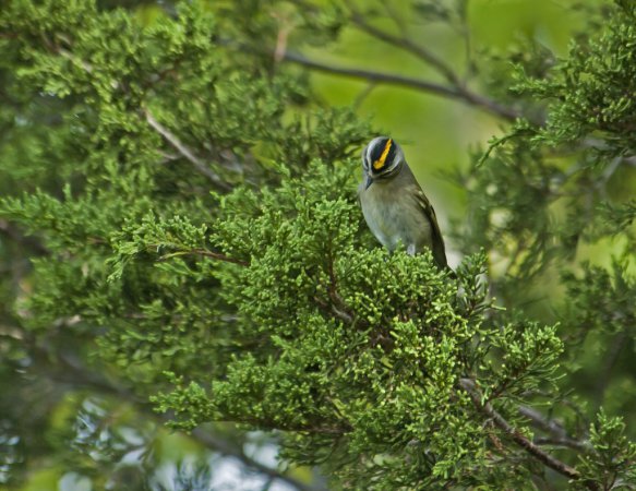 Photo (14): Golden-crowned Kinglet