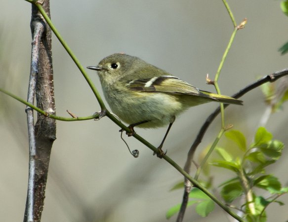 Photo (5): Ruby-crowned Kinglet