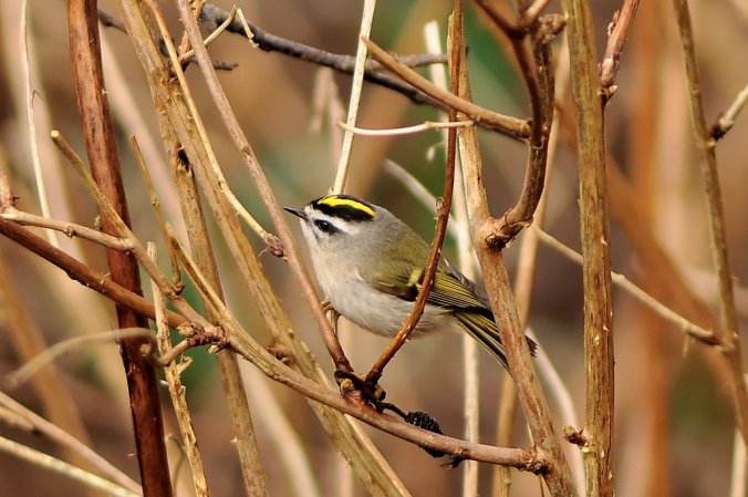 Photo (2): Golden-crowned Kinglet