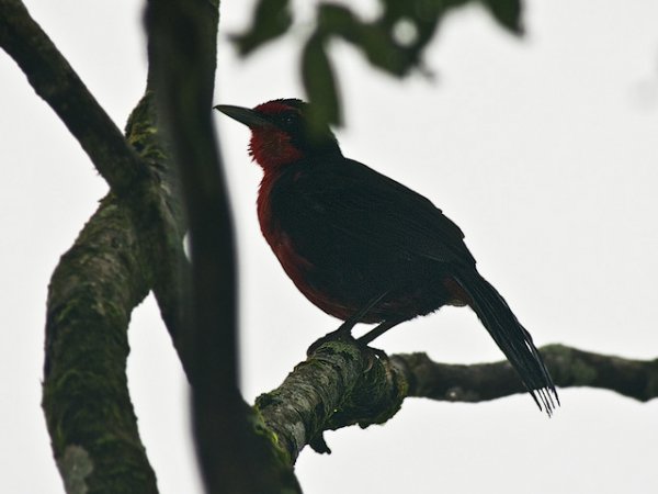 Photo (1): Rosy Thrush-Tanager