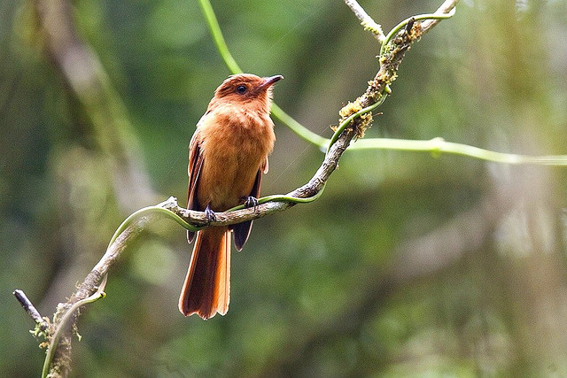 Photo (1): Rufous Mourner