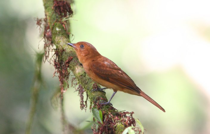 Photo (5): Rufous Mourner