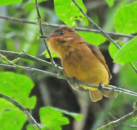 Photo (2): Rufous Mourner