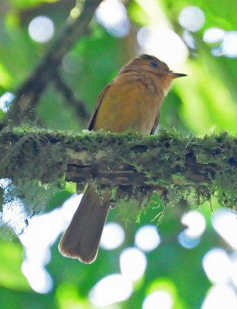 Photo (3): Rufous Mourner