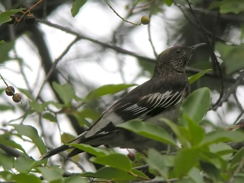 Photo (2): Aztec Thrush