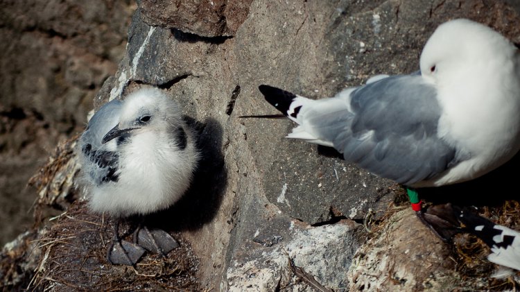 Photo (18): Black-legged Kittiwake