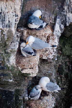 Photo (19): Black-legged Kittiwake