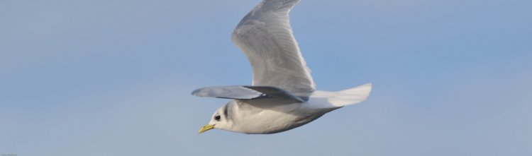Photo (12): Black-legged Kittiwake