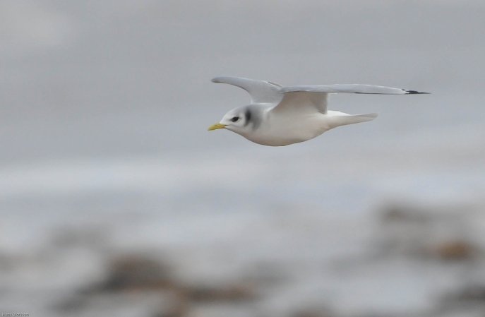 Photo (8): Black-legged Kittiwake