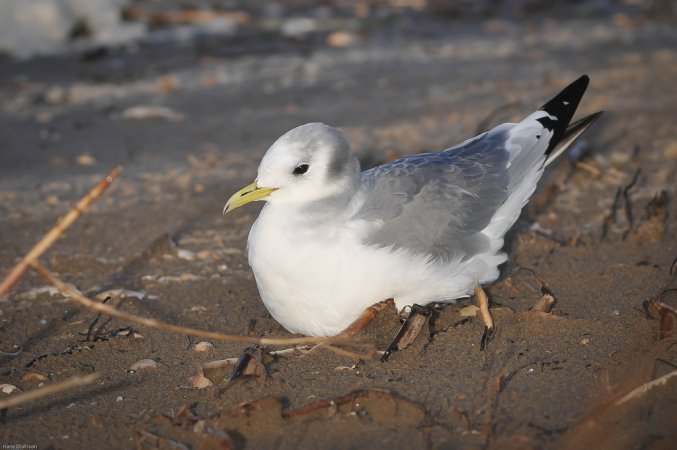 Photo (1): Black-legged Kittiwake