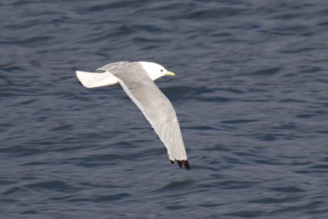 Photo (4): Black-legged Kittiwake