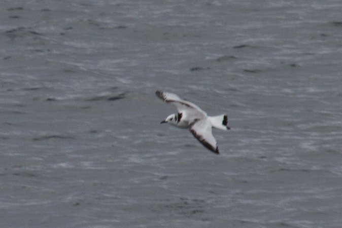 Photo (14): Black-legged Kittiwake