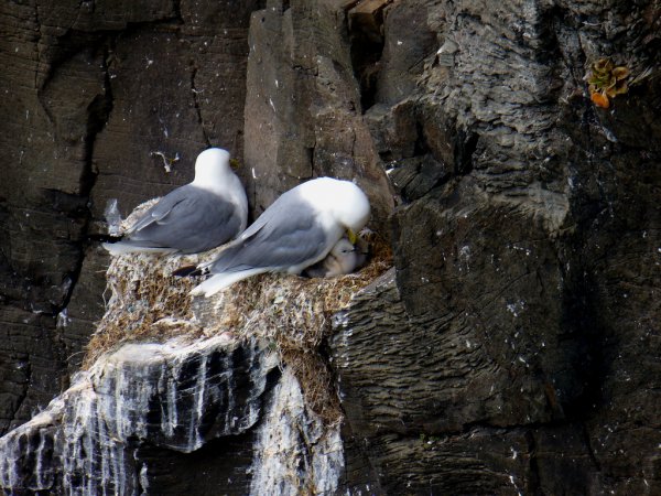 Photo (17): Black-legged Kittiwake
