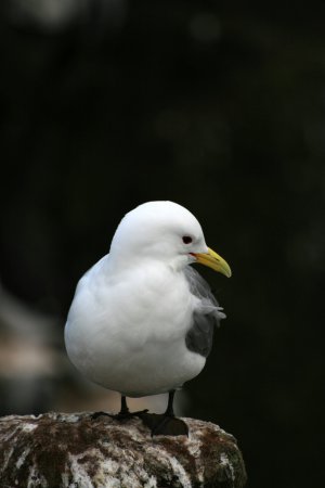 Photo (2): Black-legged Kittiwake