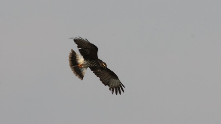 Photo (7): Snail Kite
