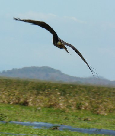 Photo (10): Snail Kite