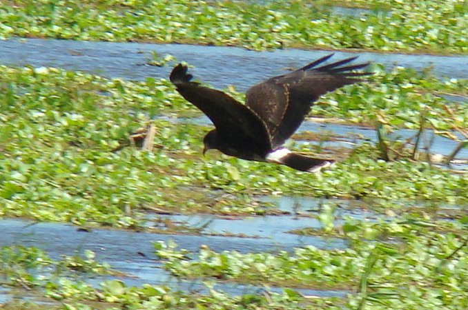 Photo (15): Snail Kite