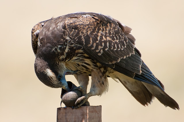 Photo (19): Snail Kite
