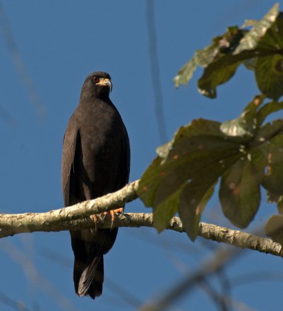 Photo (1): Snail Kite