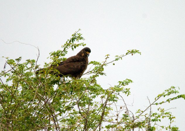 Photo (9): Snail Kite