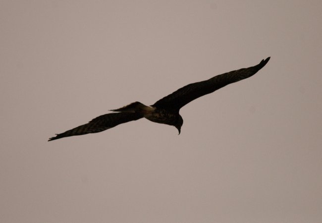 Photo (8): Snail Kite
