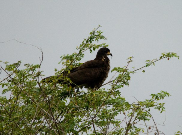 Photo (6): Snail Kite