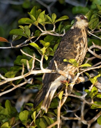 Photo (4): Snail Kite