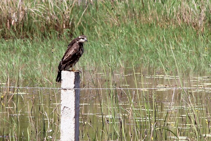 Photo (13): Snail Kite
